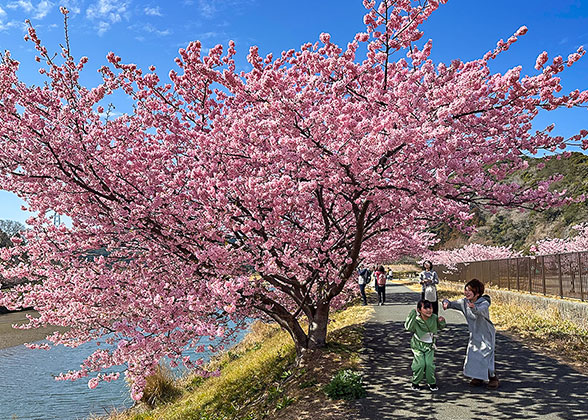 Sakura - Cherry Blossoms