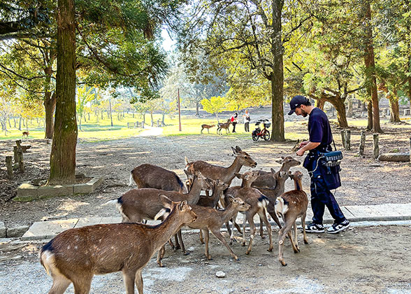 Nara Park - Photo 22