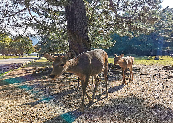 Nara Park - Photo 19