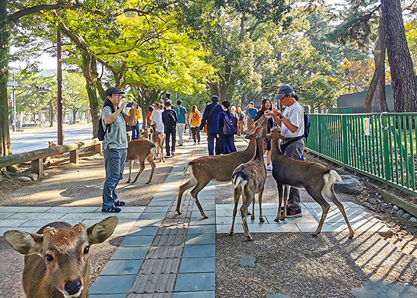 Nara Park - Photo 16