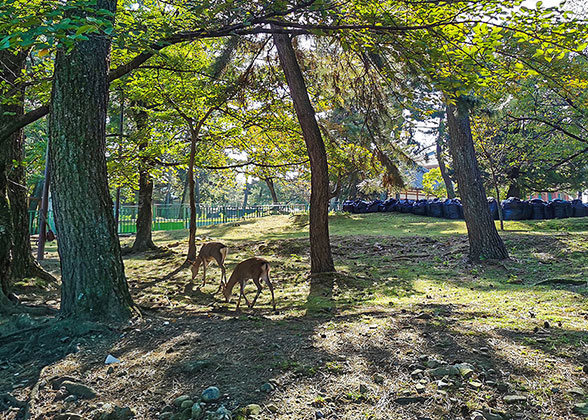 Nara Park - Photo 20