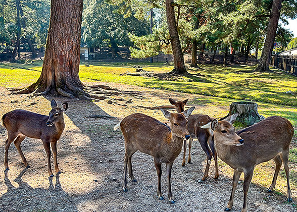 Nara Park - Photo 21