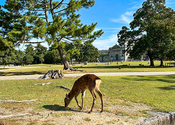 Nara Park - Photo 27