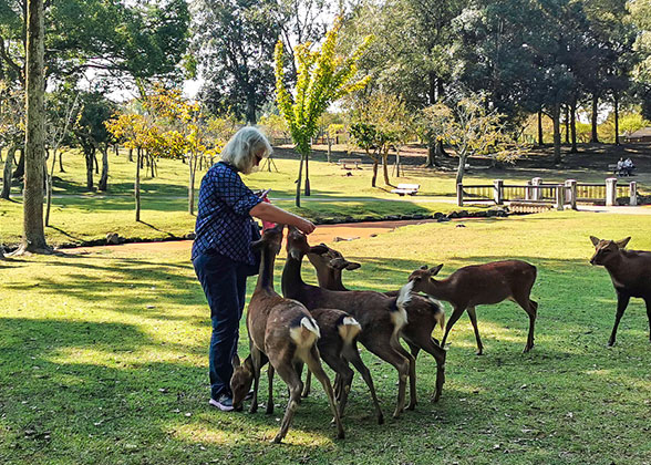 Nara Park - Photo 28