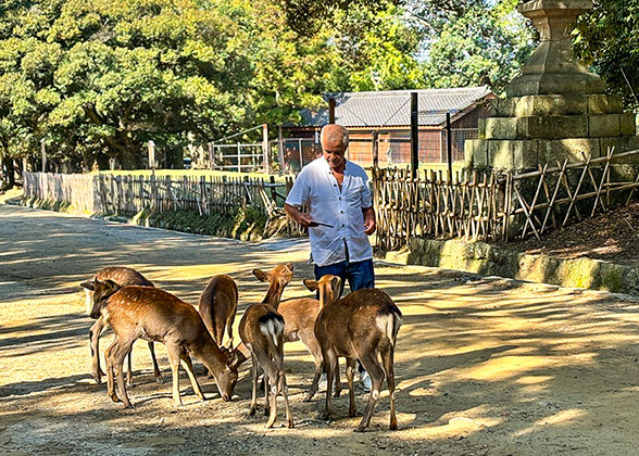 Nara Park - Photo 15