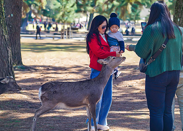 Nara Park - Photo 32