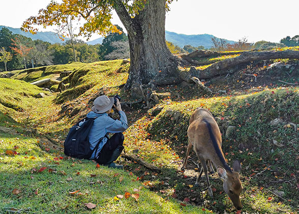 Nara Park - Photo 26