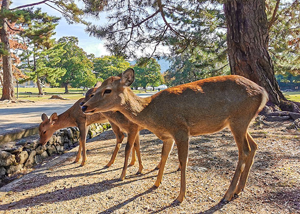 Nara Park - Photo 18