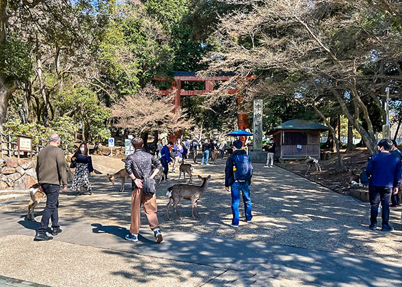 Nara Park - Photo 30