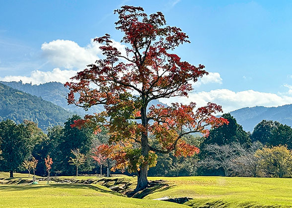 Nara Park - Photo 24