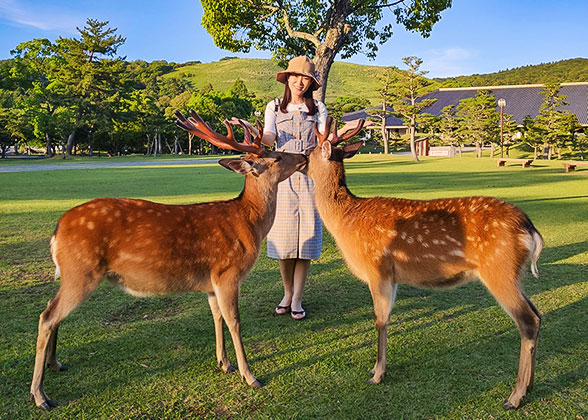 Nara Park - Photo 23