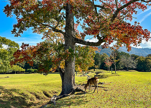 Nara Park - Photo 25