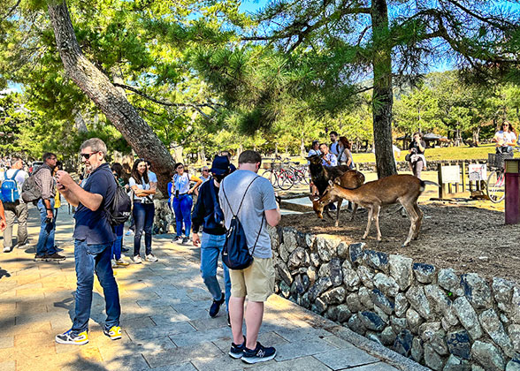 Nara Park - Photo 17