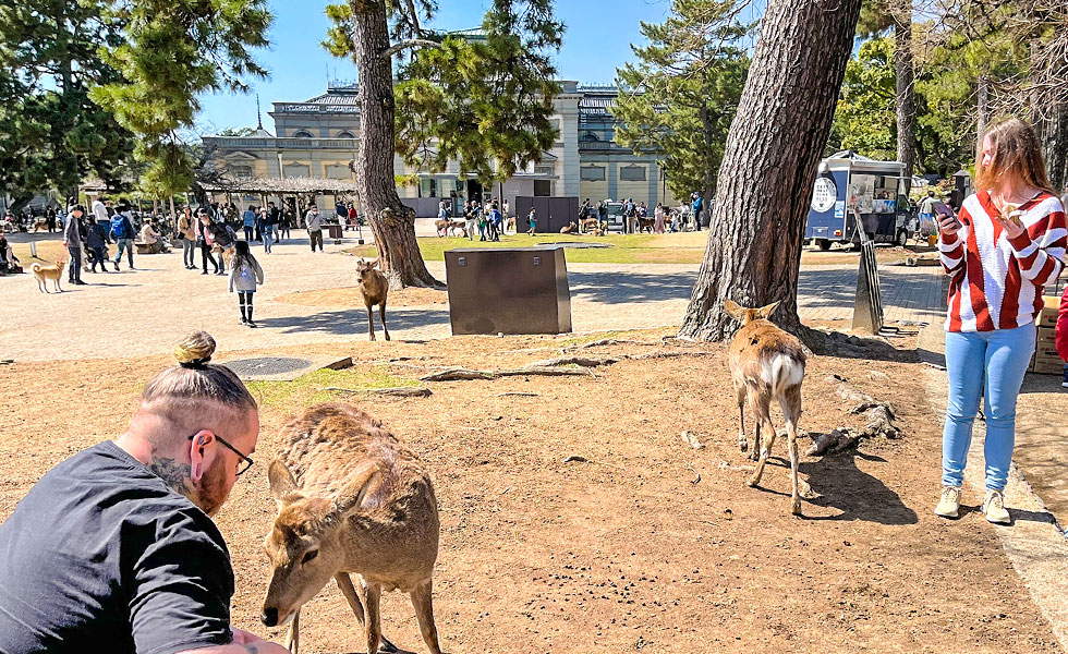 Nara National Museum - Photo 3