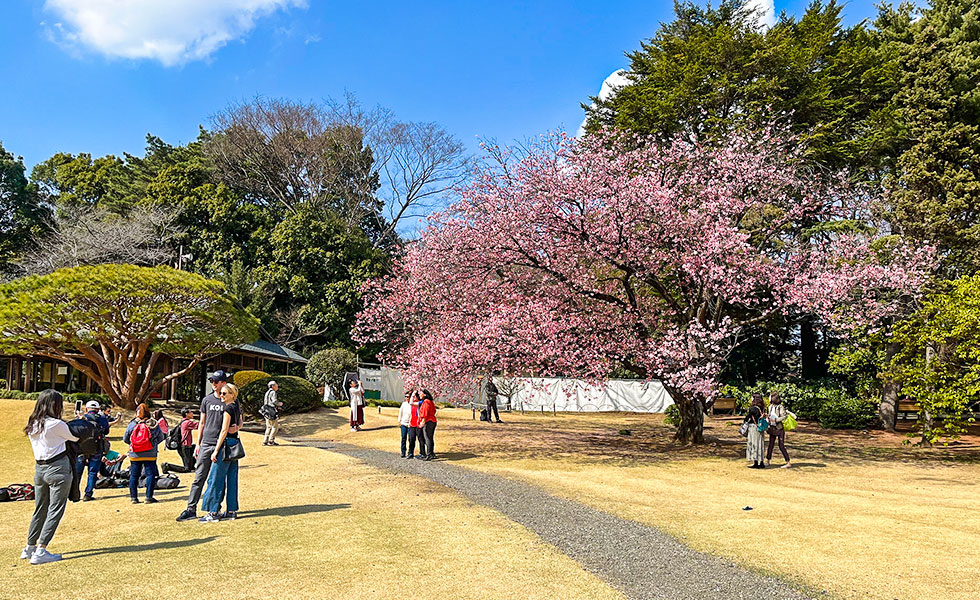 Shinjuku Gyoen National Garden - Photo 9