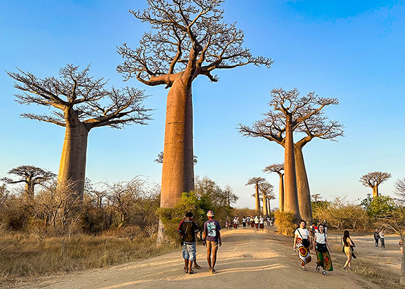 Avenue of the Baobabs