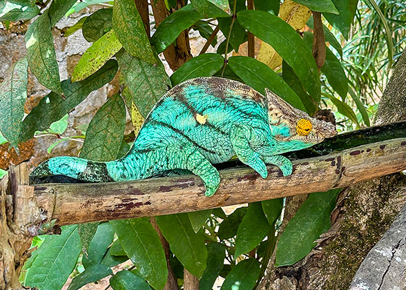 Madagascar Exotic & Chameleons