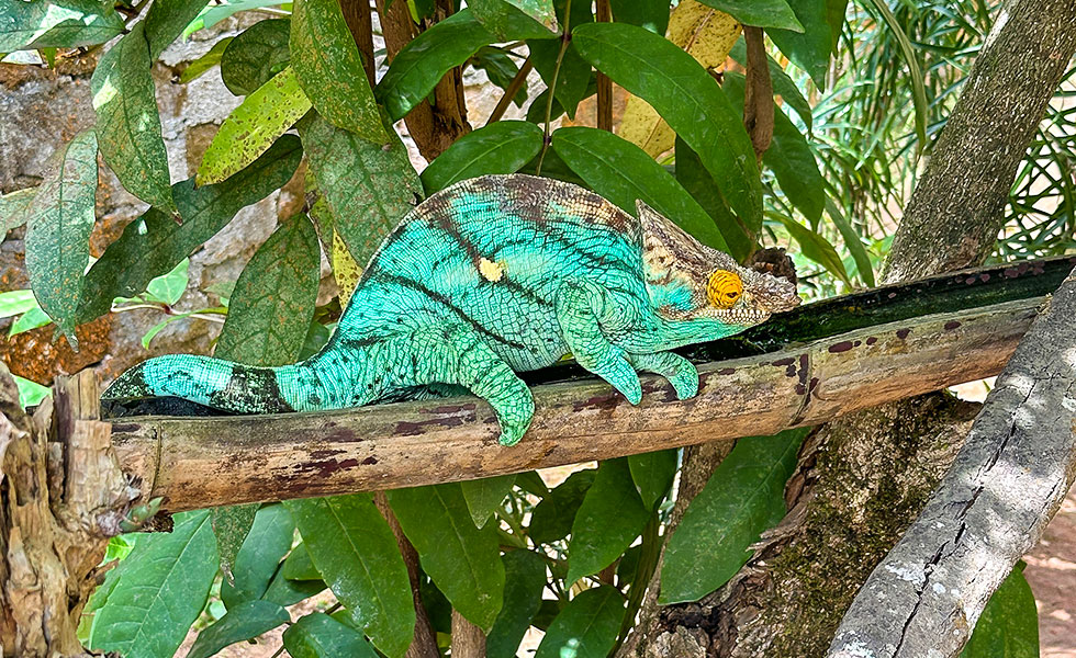 Madagascar Exotic & Chameleons - Photo 3