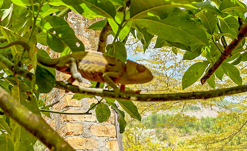 Madagascar Exotic & Chameleons - Photo 9