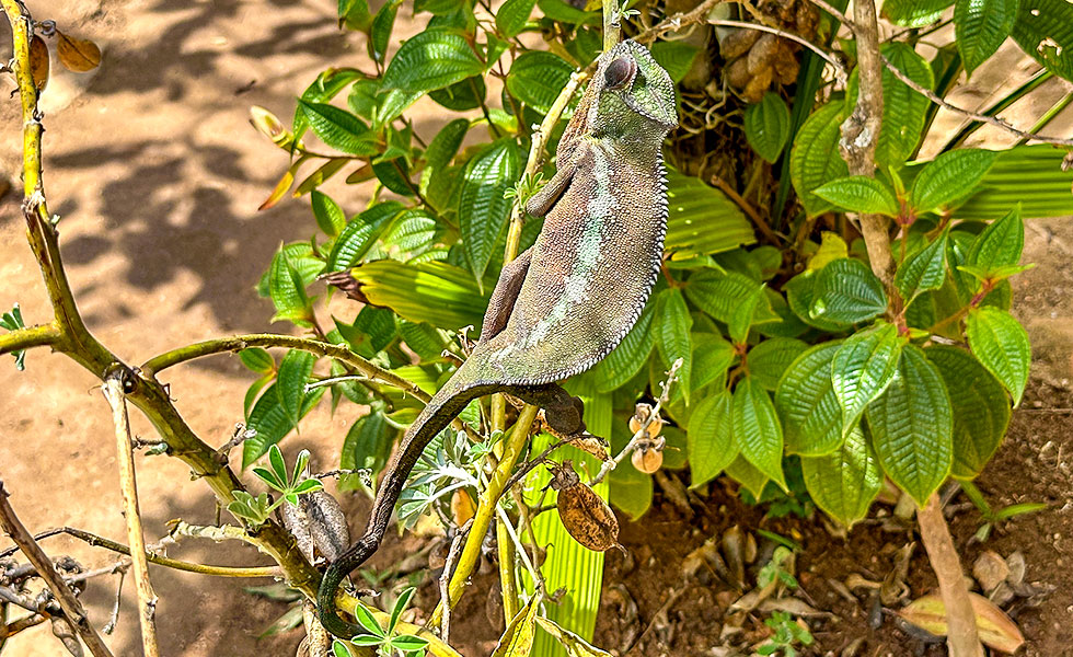 Madagascar Exotic & Chameleons - Photo 7