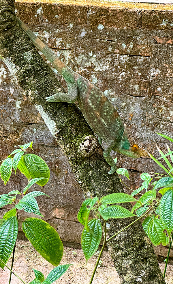 Madagascar Exotic & Chameleons - Photo 10