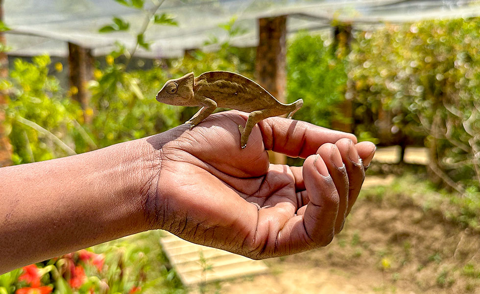 Madagascar Exotic & Chameleons - Photo 18