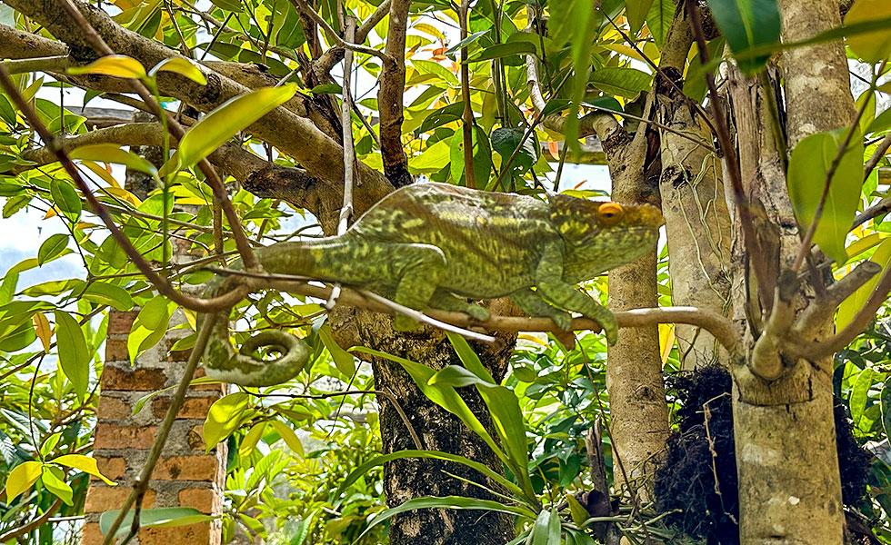 Madagascar Exotic & Chameleons - Photo 6