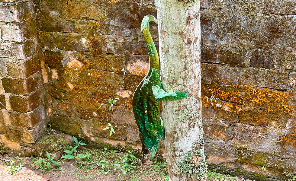 Madagascar Exotic & Chameleons - Photo 5