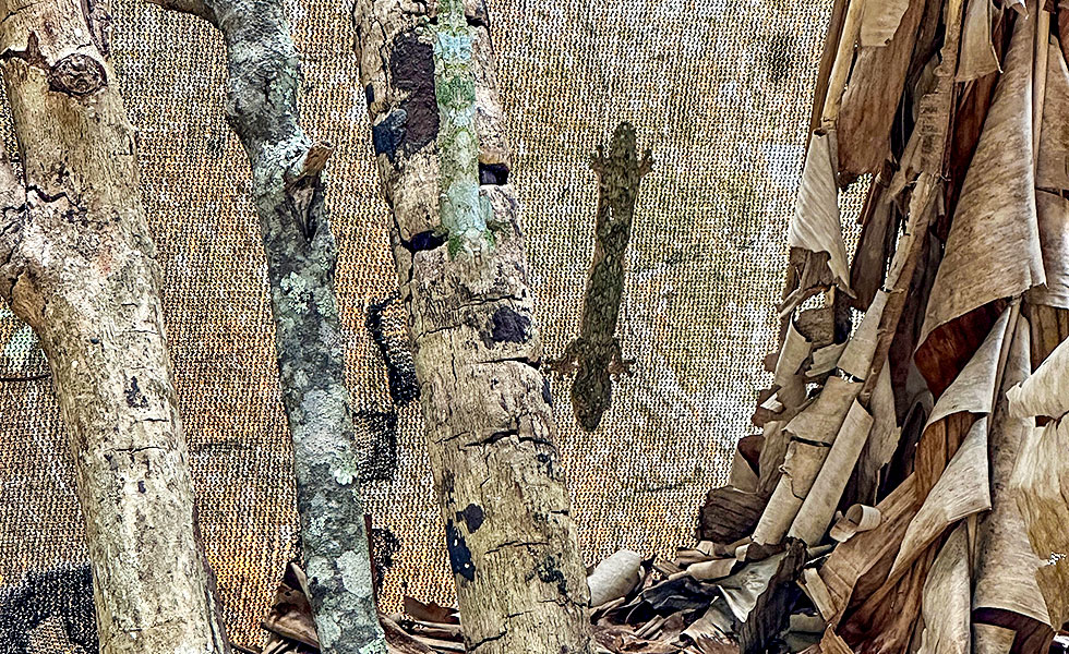 Madagascar Exotic & Chameleons - Photo 14