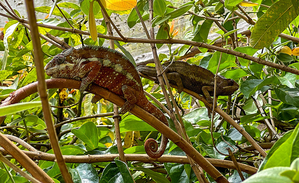 Madagascar Exotic & Chameleons - Photo 11