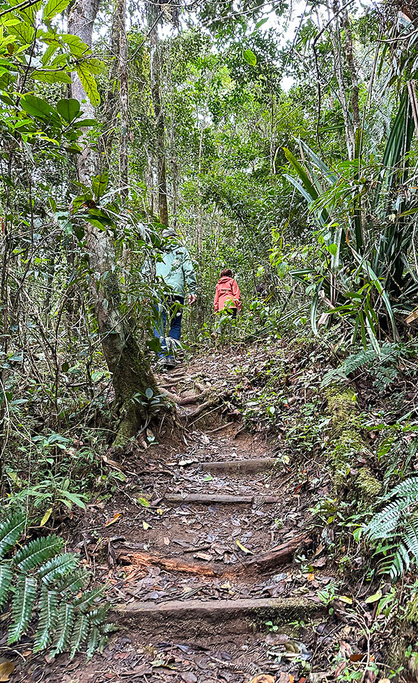 Mantadia National Park - Photo 15