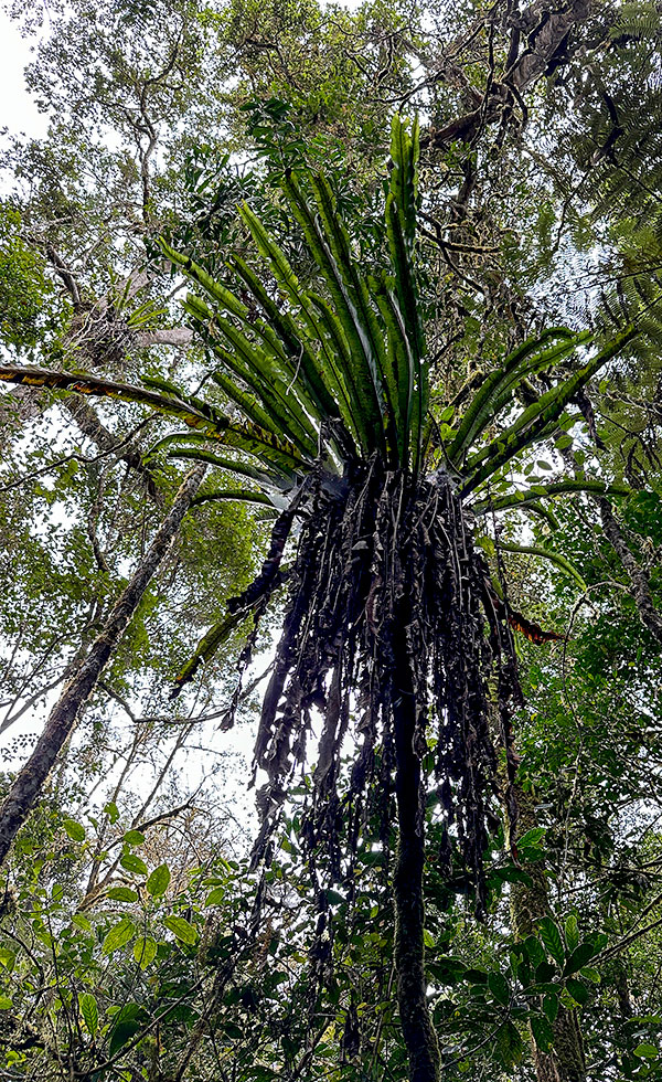 Mantadia National Park - Photo 13