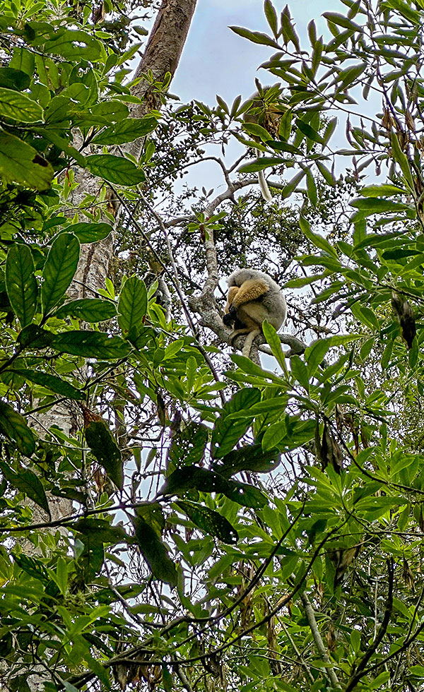 Mantadia National Park - Photo 19