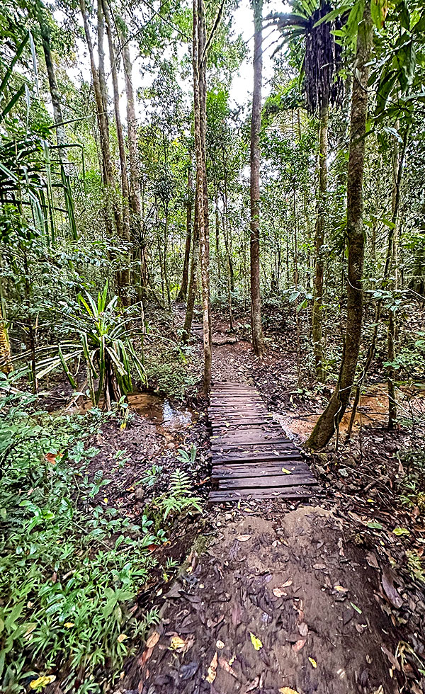 Mantadia National Park - Photo 18