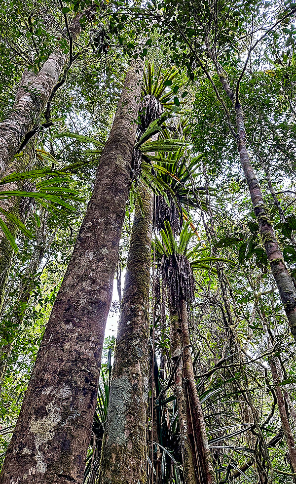 Mantadia National Park - Photo 17