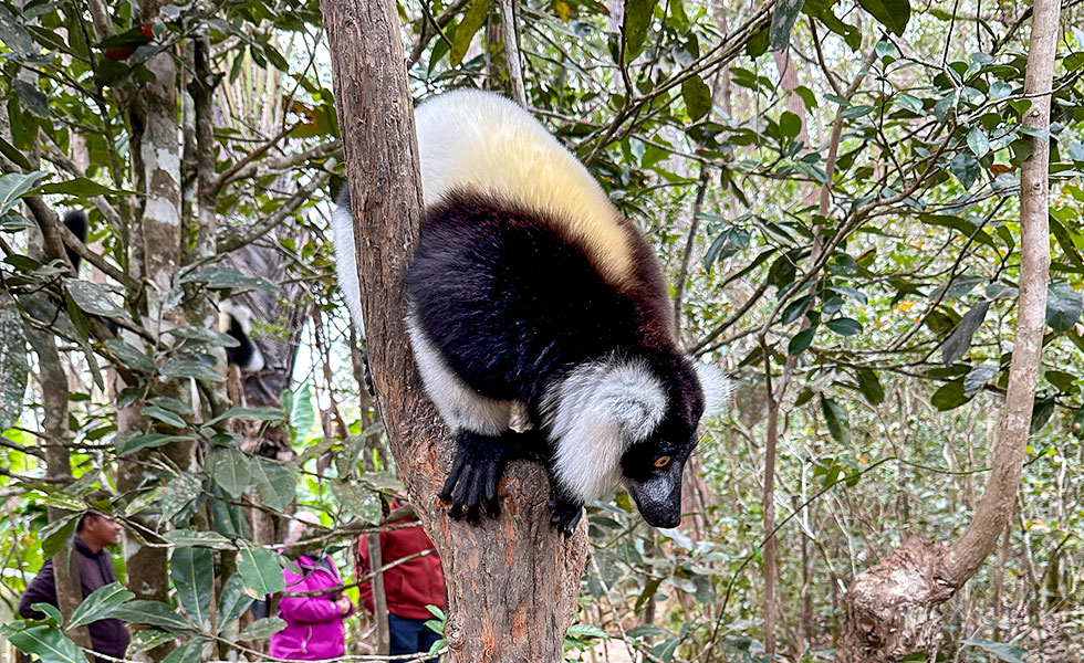 Vakona Reserve (Lemurs Island) - Photo 11