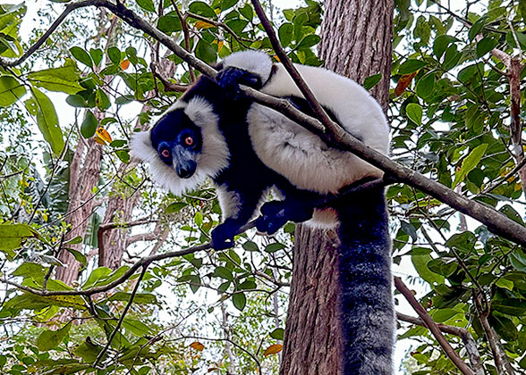 Vakona Reserve (Lemurs Island)