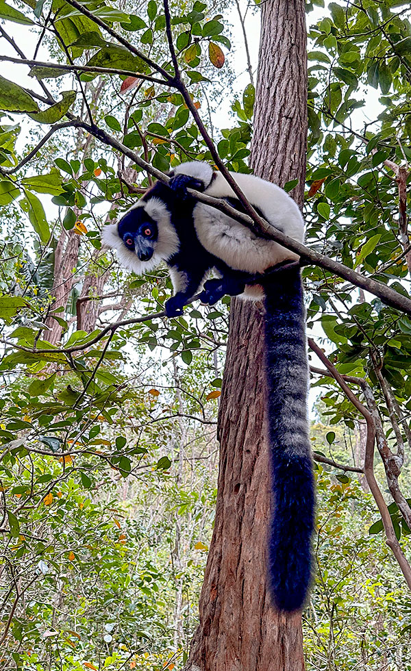 Vakona Reserve (Lemurs Island) - Photo 14