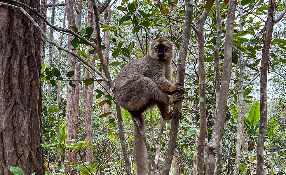 Vakona Reserve (Lemurs Island) - Photo 6