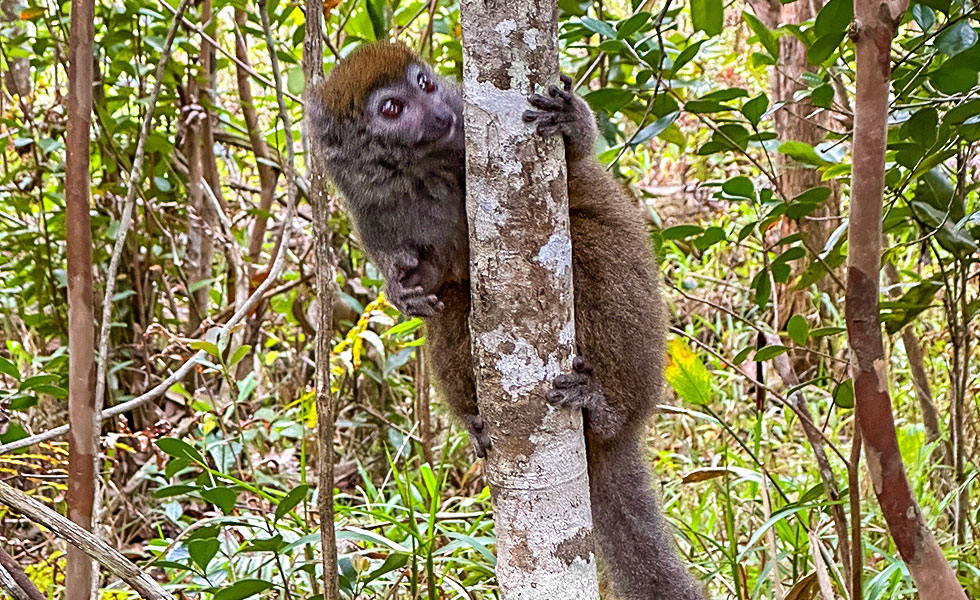 Vakona Reserve (Lemurs Island) - Photo 8