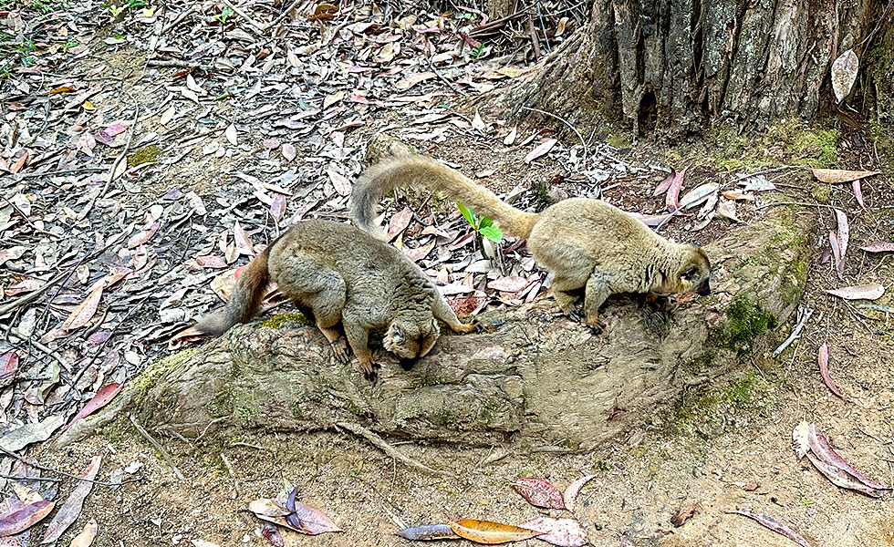 Vakona Reserve (Lemurs Island) - Photo 10
