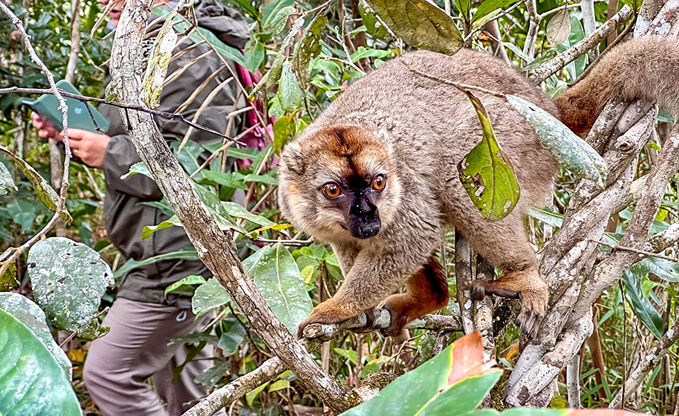 Vakona Reserve (Lemurs Island) - Photo 7