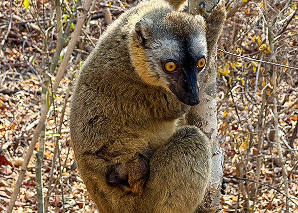 Kirindy Forest Reserve