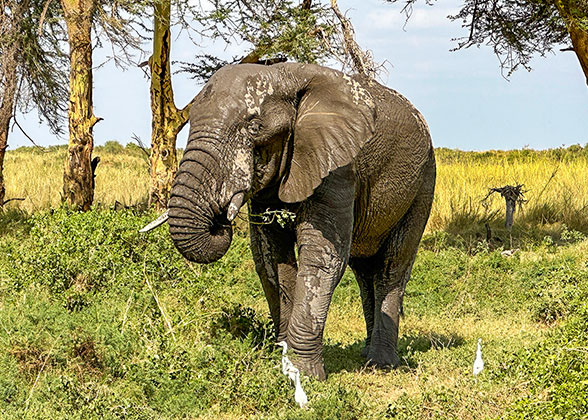 Amboseli National Park
