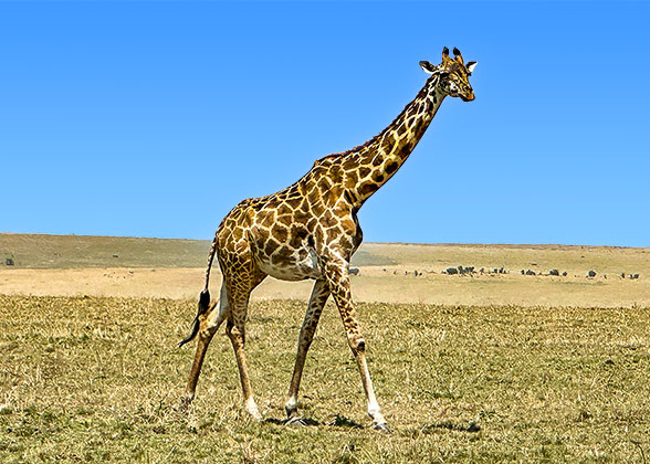 Masai Mara