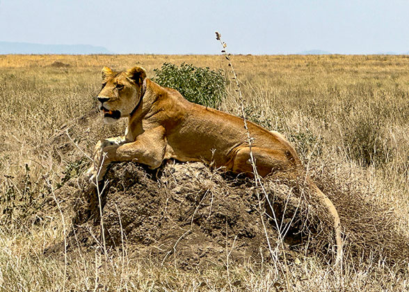 Serengeti National Park