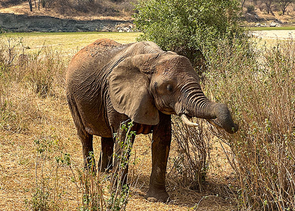 Tarangire National Park