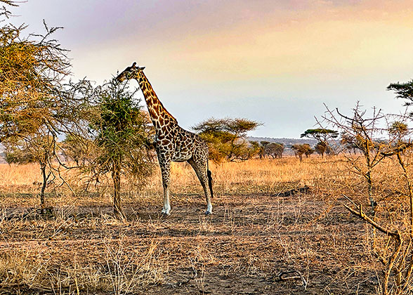 Ngorongoro Conservation Area
