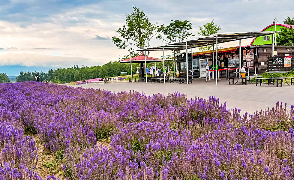 Flower Gardens Shikisai-no-oka, Biei - Photo 5