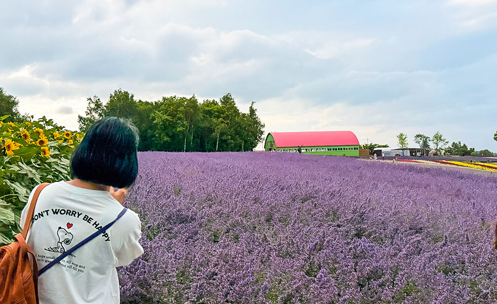 Flower Gardens Shikisai-no-oka, Biei - Photo 10